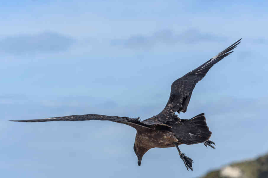 Pagalo Austral - islas Falkland o Malvinas 03.jpg